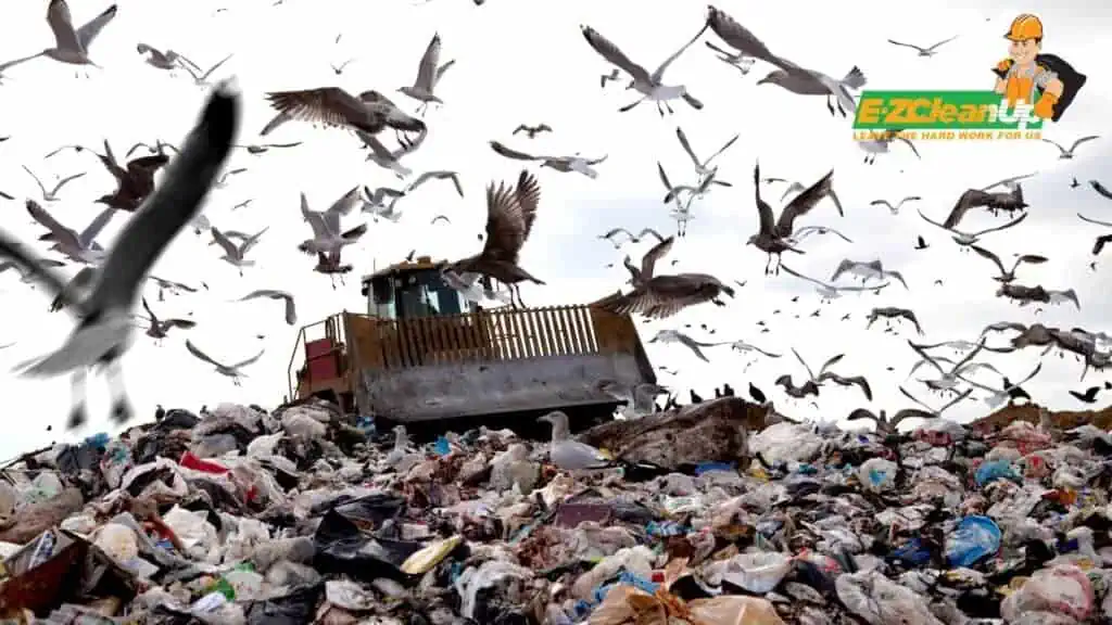 seagulls feeding on trash in a landfill