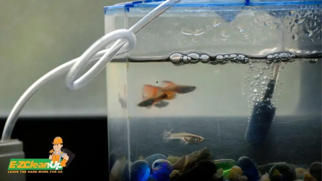 What To Do with Old Fish Tank: A Quick Guide 🐟 - EZ CleanUp