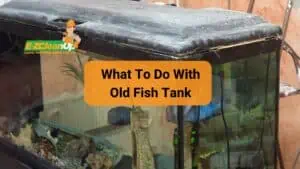 what to do with old fish tank