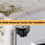 efficient-mold-removal-tactics-for-healthier-homes