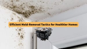 efficient-mold-removal-tactics-for-healthier-homes