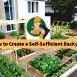 how-to-create-a-self-sufficient-backyard