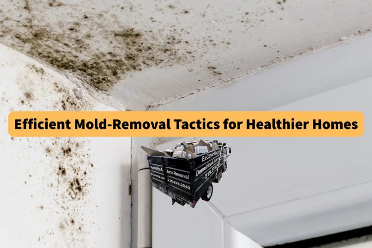 efficient-mold-removal-tactics-for-healthier-homes